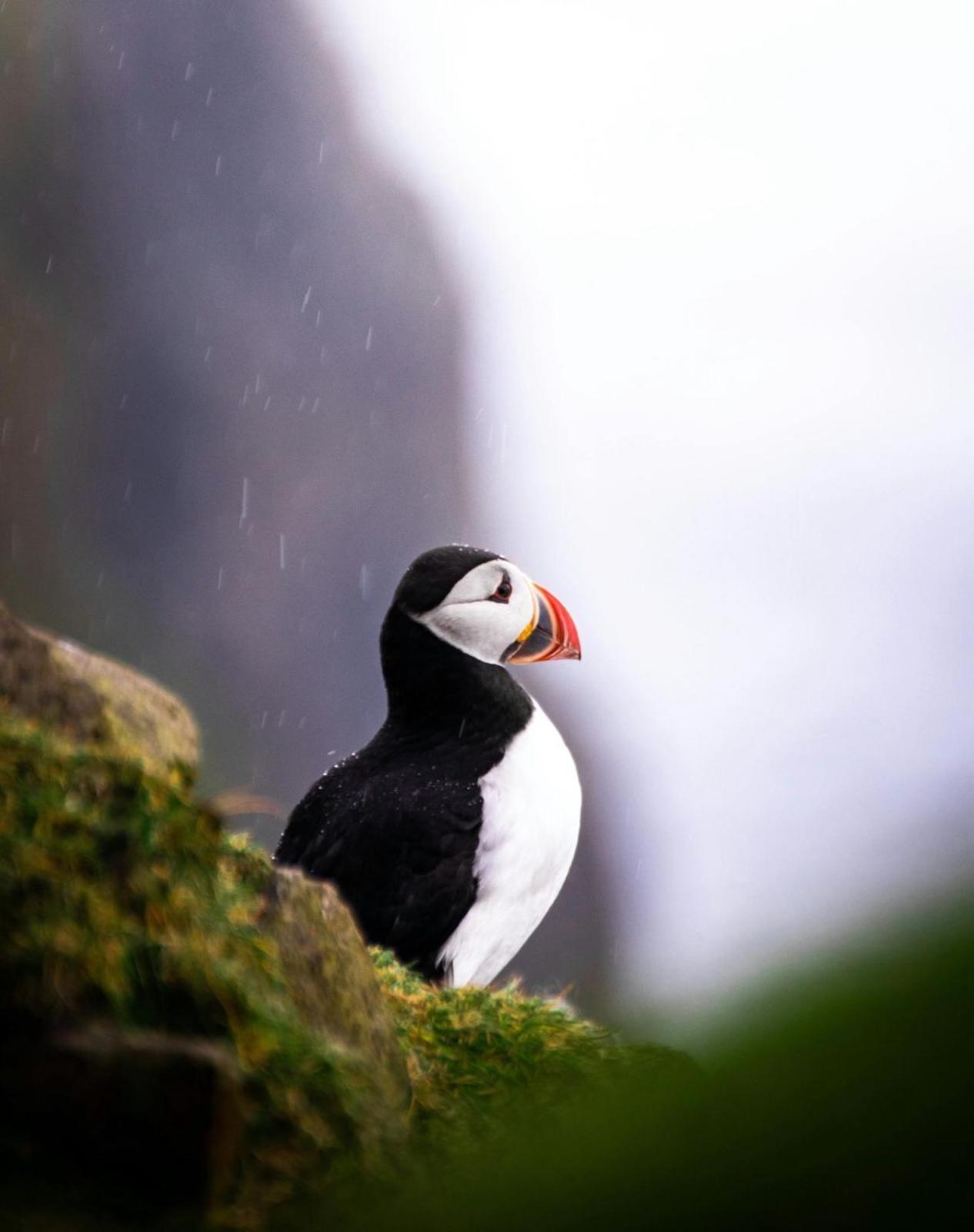 Puffin Rooms ลิสดูนวาร์นา ภายนอก รูปภาพ